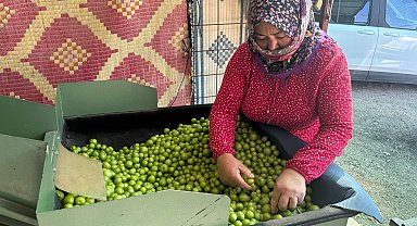 Silifke'de don yüzünden rekoltesi düşen erik hasadı başladı; kilosu 450 liradan satılıyor