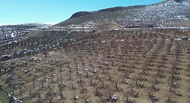 Sivas'ta zirai don, meyve bahçelerine zarar verdi
