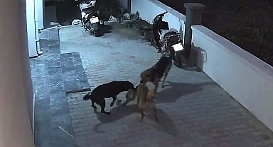Sokak köpeklerinin saldırısına uğrayan kedi öldü