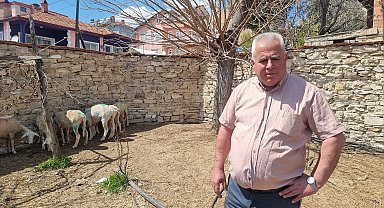 Sokak köpeklerinin saldırısnda 7 koyun öldü