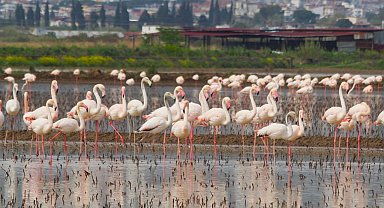 Söke Ovası'nda suyla dolan tarlalar, gelen flamingolarla renklendi