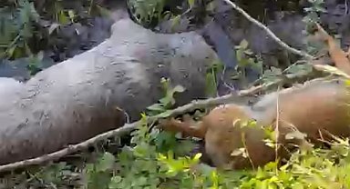 Tarım arazisinde 8 köpek ölü bulundu