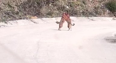 Tilkilerin kavgası kamerada