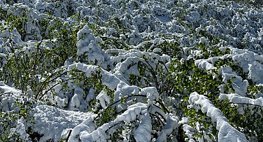 Trabzon'da 'zirai don' etkisi; yüzde 25'lik zarar