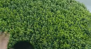 Trafikte şoförü ile tartıştığı kamyonu yumrukladı; o anlar kamerada