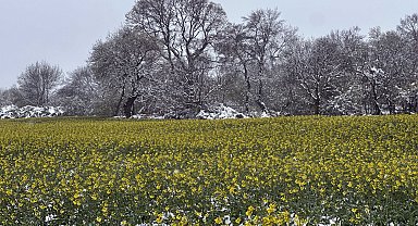 Trakya'nın 'sarı altın çiçeği' kanola tarlaları, nisan karıyla beyaza büründü