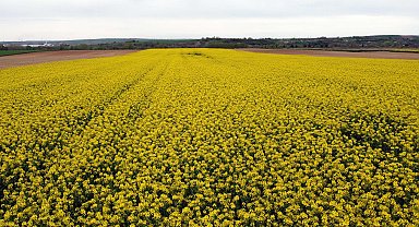 Trakya'nın 'sarı altın çiçeği' kanola, zirai dondan korundu