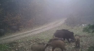 Türkiye'nin yaban hayatı zenginliği fotokapanlarda