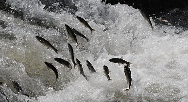 Van Gölü'nün incisi için av yasağı başladı