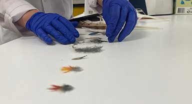 Yaralı ebabil ve kırlangıçlar, tüy implantasyonu ile doğaya döndürülüyor