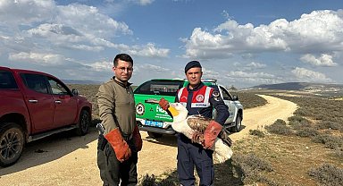 Yaralı pelikan, jandarmanın dikkati ile kurtuldu