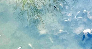 Yeşilırmak'ta balık ölümleri