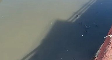 Yeşilırmak'ta balıkların ardından ördek ve kaz ölümleri görülmeye başlandı