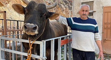Yusufeli'de boğalar güreşe hazırlanıyor