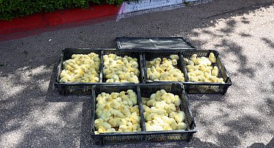 Zabıta, otobüsle gönderilen 300 civcive el koydu