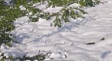 Zirai dondan etkilenen bahçesini videoya çekip 'Sela' okudu