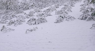 Zonguldak Alaplı'da kar yağışı