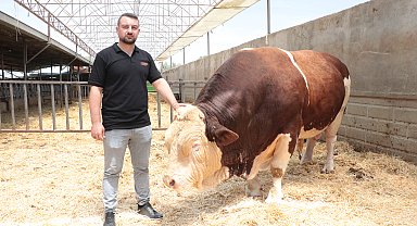 1,5 tonluk 4 yaşındaki kurbanlık 'Poyraz', alıcısını bekliyor