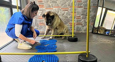 3 ayda 10 kilo veren obez köpek 'Duman', sahiplenmeyi bekliyor