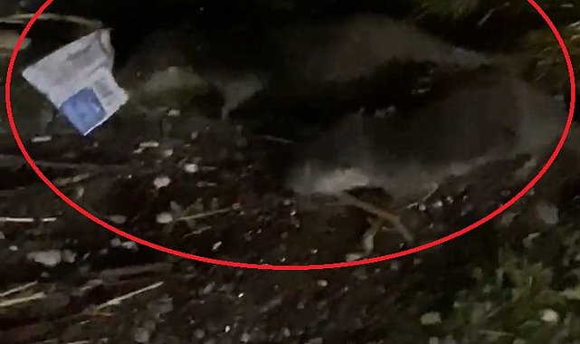 'Su samurları çöpte yiyecek arıyor, suyu kirletmeyin'