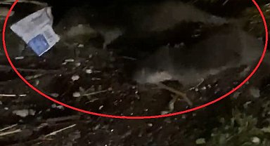 'Su samurları çöpte yiyecek arıyor, suyu kirletmeyin'