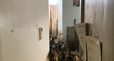 ABD'de tahliye edilen bir apartman dairesinde 48 köpek bulundu