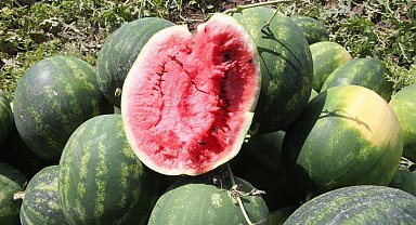 Adana'da sezonun ilk karpuz hasadı başladı; tarlada kilosu 7 TL