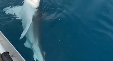 Amatör balıkçının oltasına kum köpek balığı takıldı