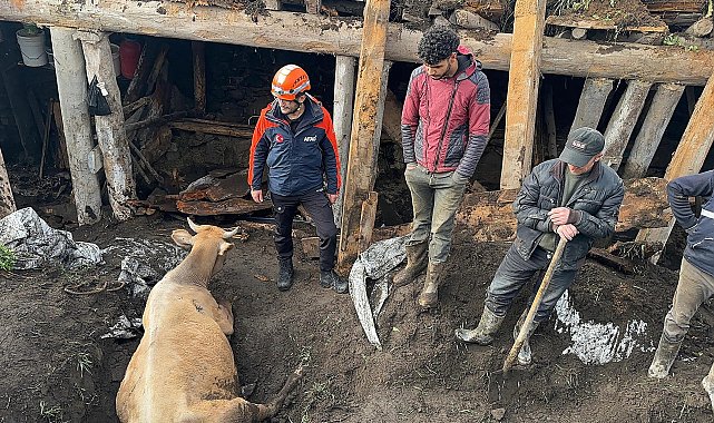 Ardahan'da ahır çöktü; 3 inek öldü