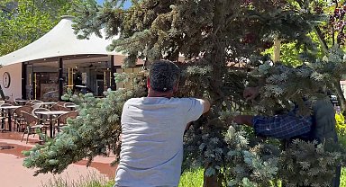 Arılar çam ağacına oğul yaptı