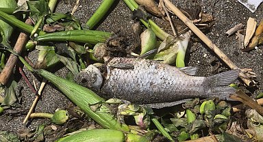 Asi Nehri'nde ölen balıklar sürüklendikleri Akdeniz'de sahile vurdu