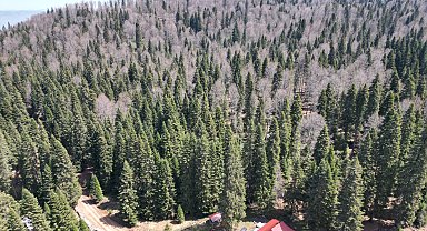 Bartın ve Karabük yaylalarında ilkbahar güzelliği