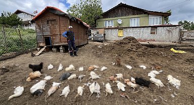 Başıboş köpekler, bahçedeki tavuk ve ördekleri öldürdü