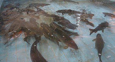 Bolu'da üretilen 5 milyon 230 bin yavru sazan, akarsulara bırakıldı