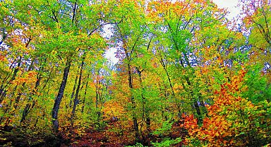 Çanakkale'de ormanlara girişler 1 Haziran'dan itibaren yasaklandı