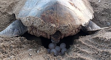 Caretta carettalardan ilk yuva