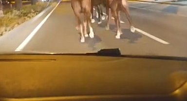 Çiftlikten kaçan yarış atları, D-400 kara yolunda görüntülendi