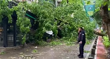 Çınar ağacı kafenin üzerine devrildi