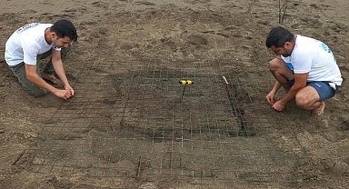 Dalyan'da sezonun ilk caretta caretta yuvası belirlendi