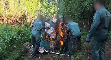 Diyarbakır'da 5,3 ton esrar üretilebilecek 30 bin kök kenevir ele geçirildi