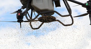 Dronla çeltik ekiyorlar