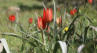 Her yıl 10 gün boyunca canlı kalabilen Manisa lalesi için genetik çalışma