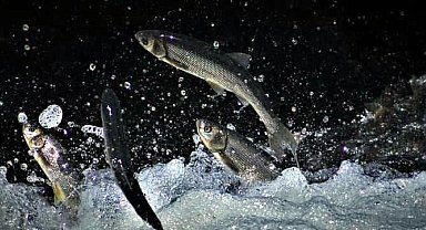 İnci kefalinin Deliçay'daki zorlu göçünü yüzlerce kişi izledi