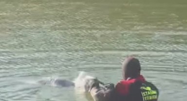 İstanbul - Bakırköy'de kanadına dolanan ip nedeniyle gölette mahsur kalan martı kurtarıldı