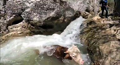 Kanyonda mahsur kalan büyükbaşı AFAD kurtardı