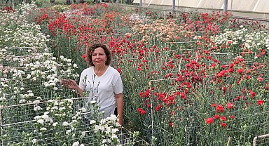 Karanfilde fusarium hastalığına karşı yerli tür