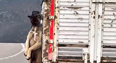 Kasasında köpek iple asılı halde seyrederken görüntülenen kamyonetin sürücüsüne adli işlem