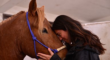 Köpek eğitiminde kullanılan 'clicker' ile atları eğitiyorlar