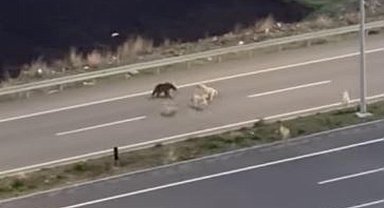 Köpeklerle dalaşıp, halı sahaya giren ayı kamerada