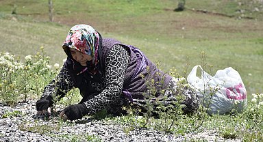 Köy kadınlarının zahmetli 'madımak' mesaisi